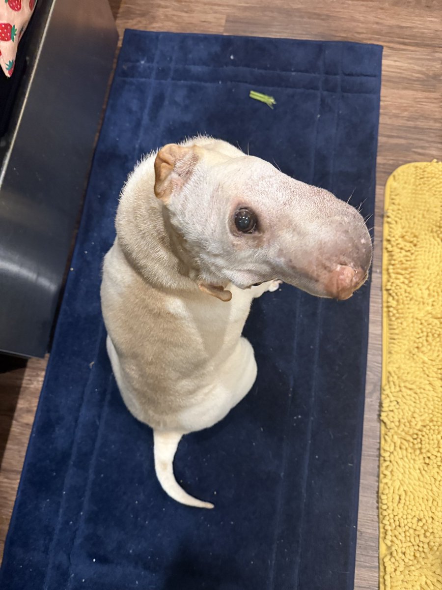 TracketPacer tweet media