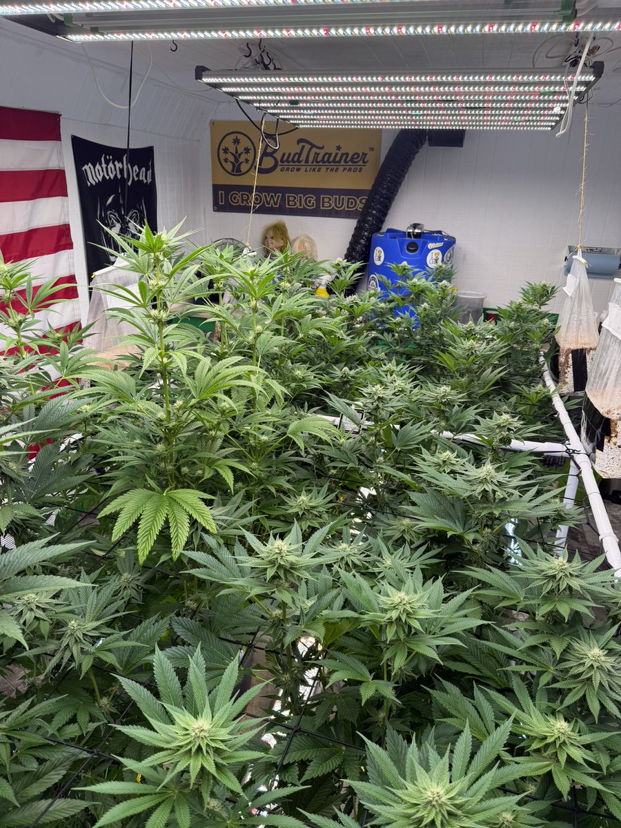 Collins23457's tweet photo. "Don’t sleep on Central TX drop! 🔥 Purple Haze & gas heavy in Austin 512, San Marcos, Temple, Waco, Killeen, Belton, Harker Heights ⛽️ Bulk Purple Haze, discreet. DM "GAS TX" now 💨 #TXWeed #AustinWeed #512Weed #TexasWeed #PurpleHaze #PurpleHazeTX #TXPlug https://t.co/hOKfHHlDui