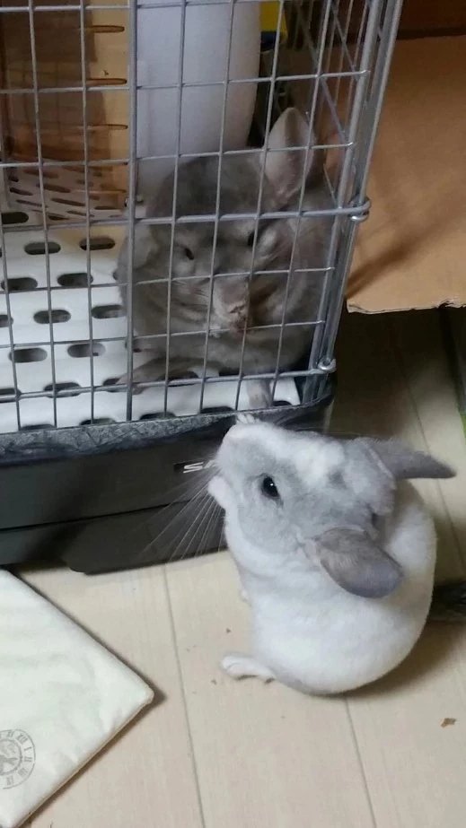 だぱんだ@しっぽくらぶ tweet media