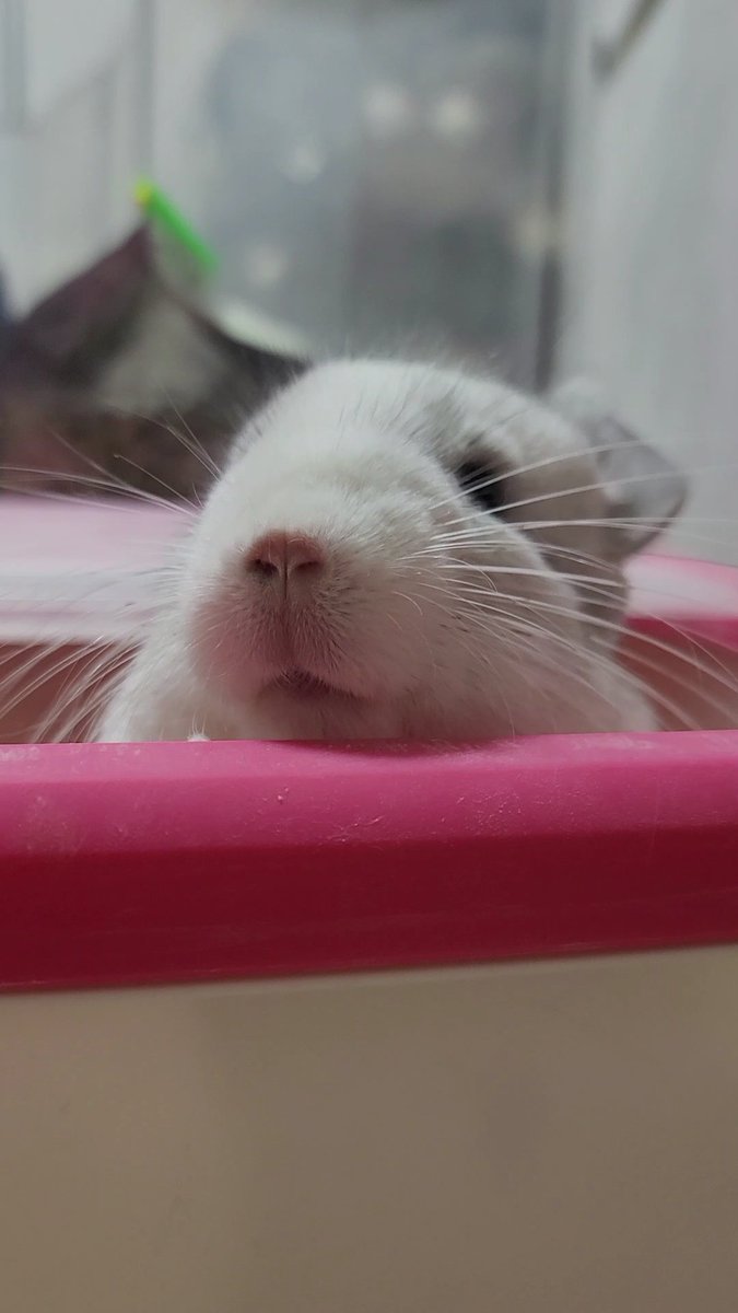 だぱんだ@しっぽくらぶ tweet media