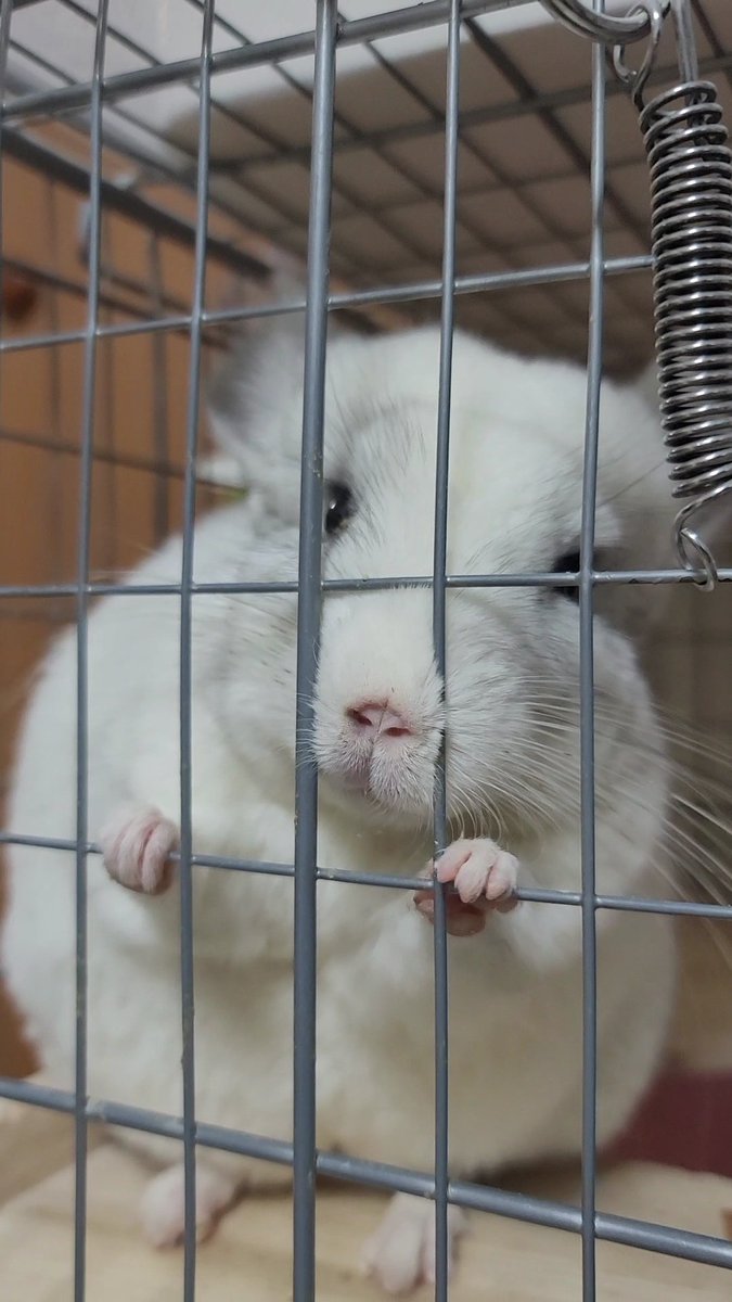 だぱんだ@しっぽくらぶ tweet media