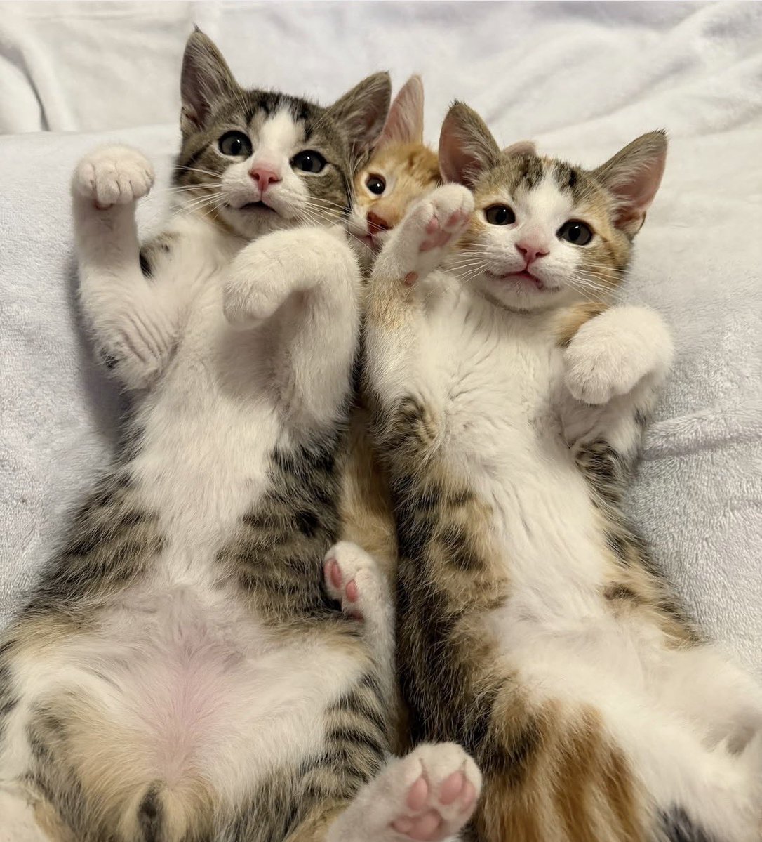 Loudoun Community Cat Coalition tweet media