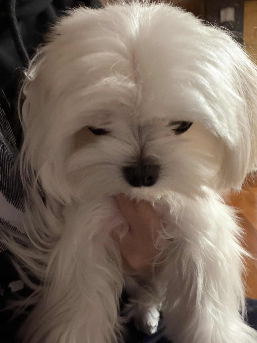 개찹쌀 tweet media