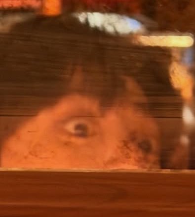 ᴅᴏᴄᴛᴏʀ ᴅɪsᴄᴏ⁷ tweet media