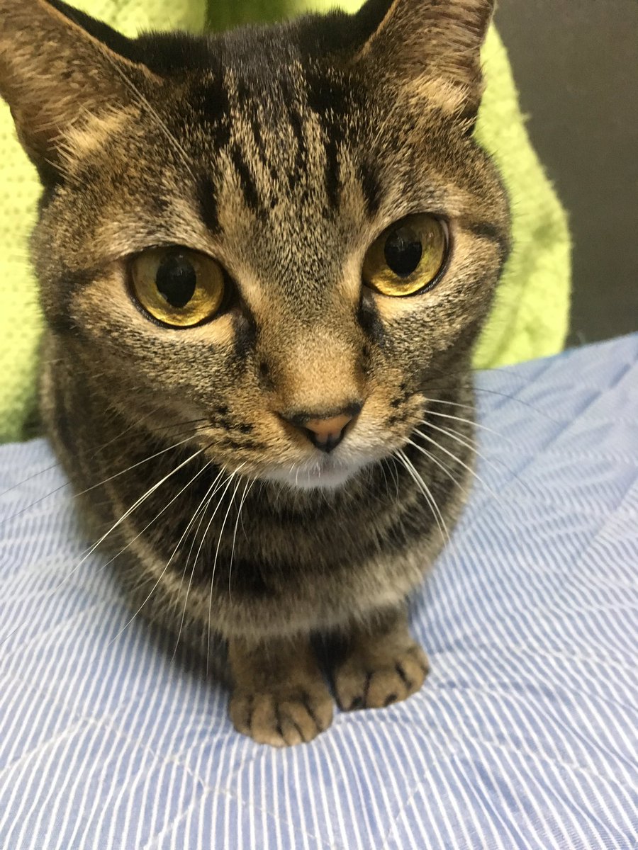 一般社団法人キャリコ tweet media