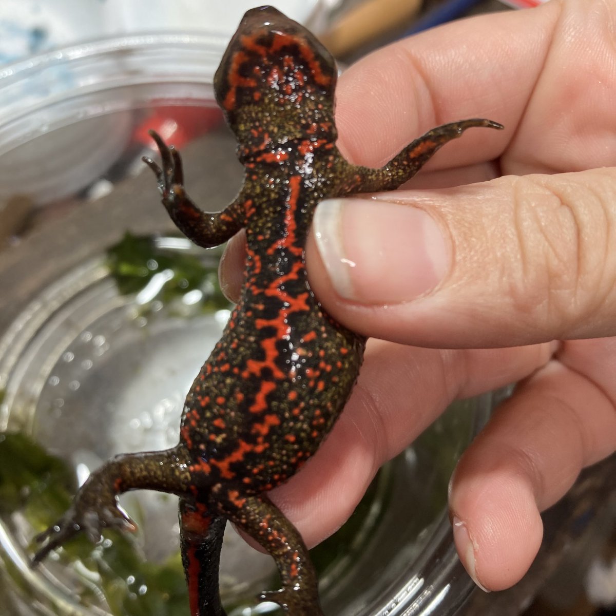 【Fango Silver】 tweet media