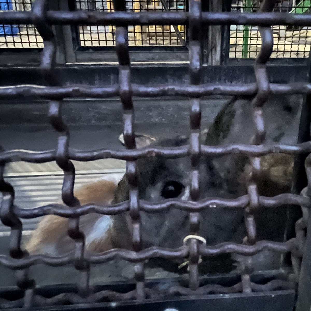 あや たに tweet media