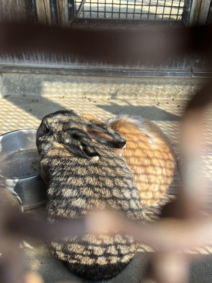 あや たに tweet media