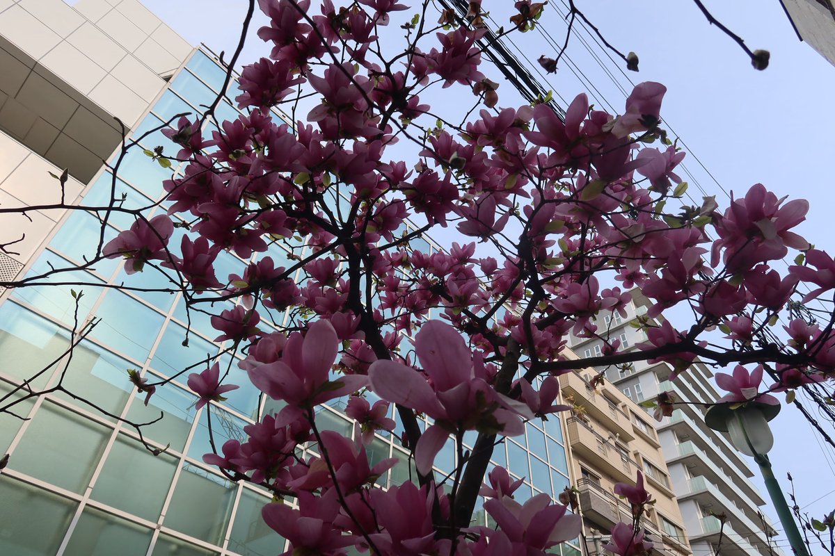 yasu195503171's tweet photo. 紫木蓮 https://t.co/dTmnqnoeaA