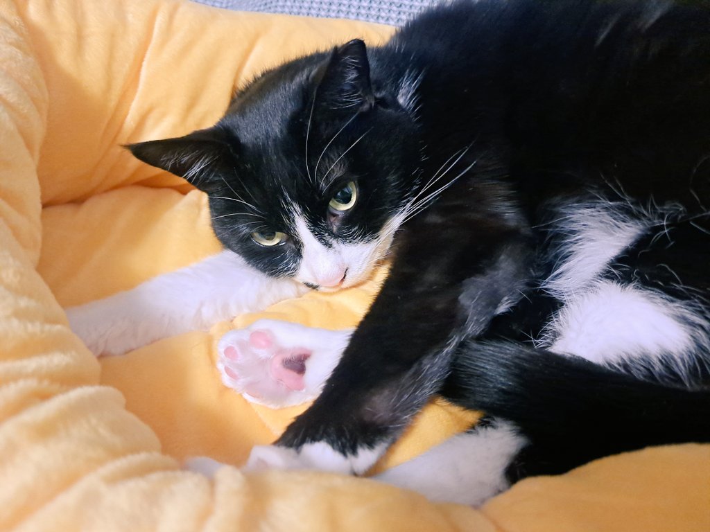 mona2_monaka's tweet photo. 久しぶりのもなか
最近はよくバナナと同化してます🍌

 #猫  #ハチワレ  #保護猫  #保護猫と暮らす https://t.co/91b2Hg1WSe