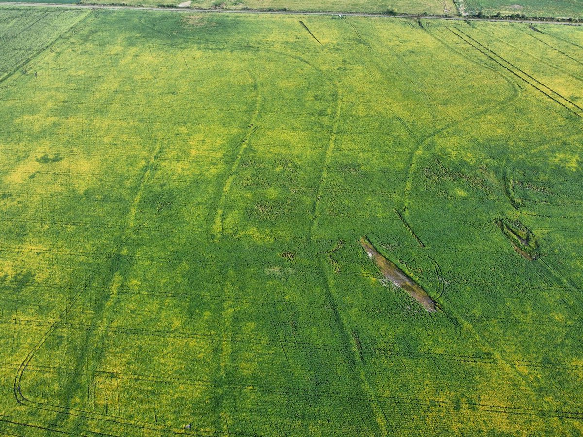 Renzo Basso 🌽🌾🌱🚜📸 tweet media