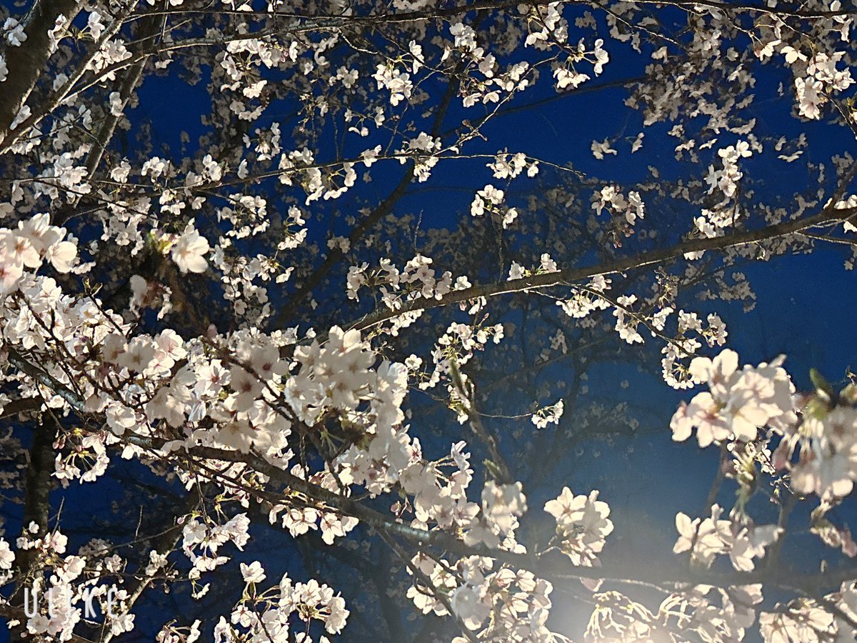 亀ちゃん tweet media