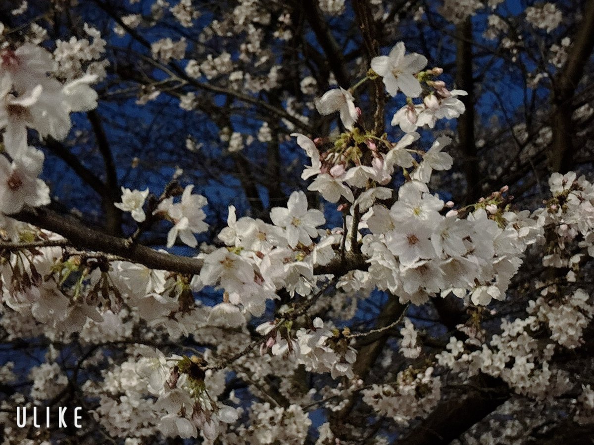 亀ちゃん tweet media