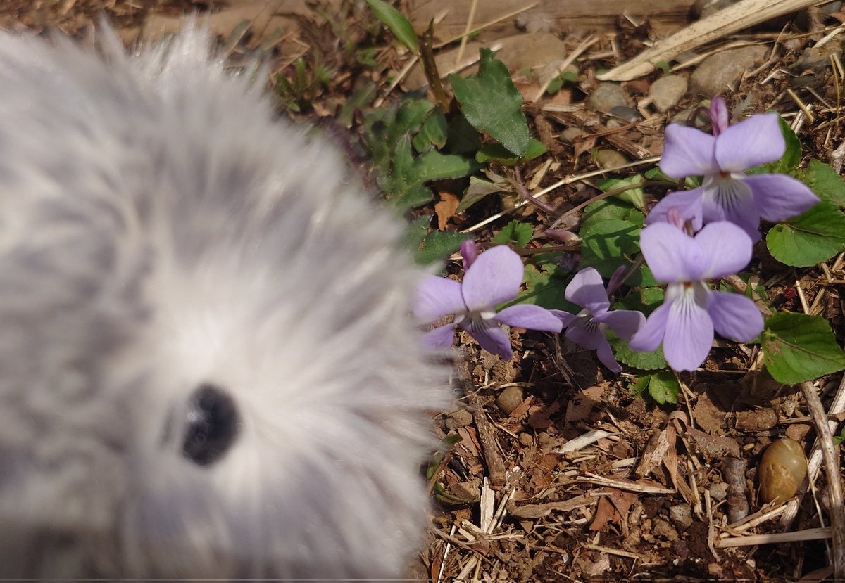 小道のスミレ♪