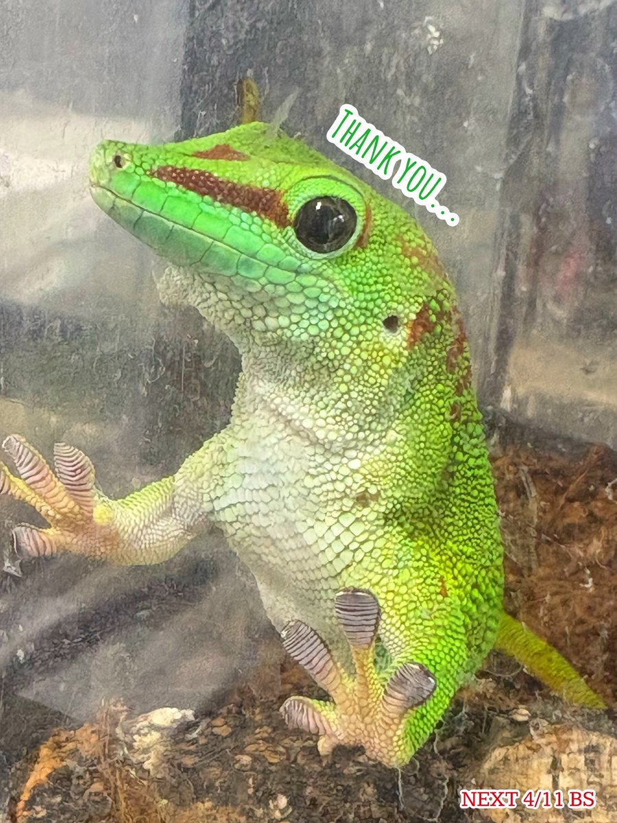 かれん@爬虫類とゲーム垢▶︎次回出展3/28.29 ナゴレプ tweet media