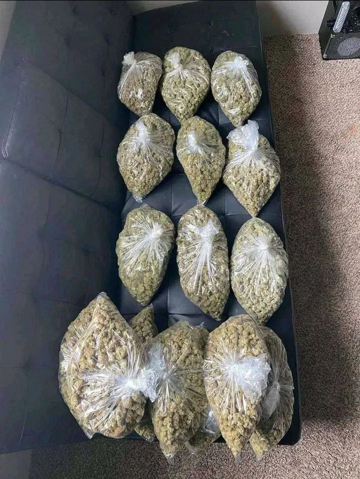 Collins23457's tweet photo. Don’t sleep on Austin drop! 🔥 Purple Haze &amp; gas heavy in Austin 512, Round Rock, Cedar Park, Pflugerville, Georgetown, Dripping Springs, Wimberley, Bastrop ⛽️ Bulk Purple Haze, discreet. DM "GAS TX" now 💨 #TXWeed #AustinWeed #512Weed #TexasWeed #PurpleHaze #PurpleHazeTX https://t.co/TyL4FmGsAC