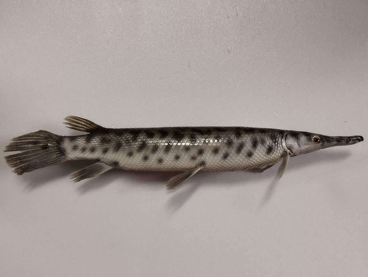 魚道部!/ 剥製師 力石眞弘 (チカライシ マサヒロ) tweet media