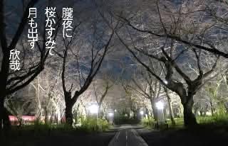 TobiuoTobi's tweet photo. ＃朧月(三春)
＃俳句五七五
＃ https://t.co/7gt2c7uAED