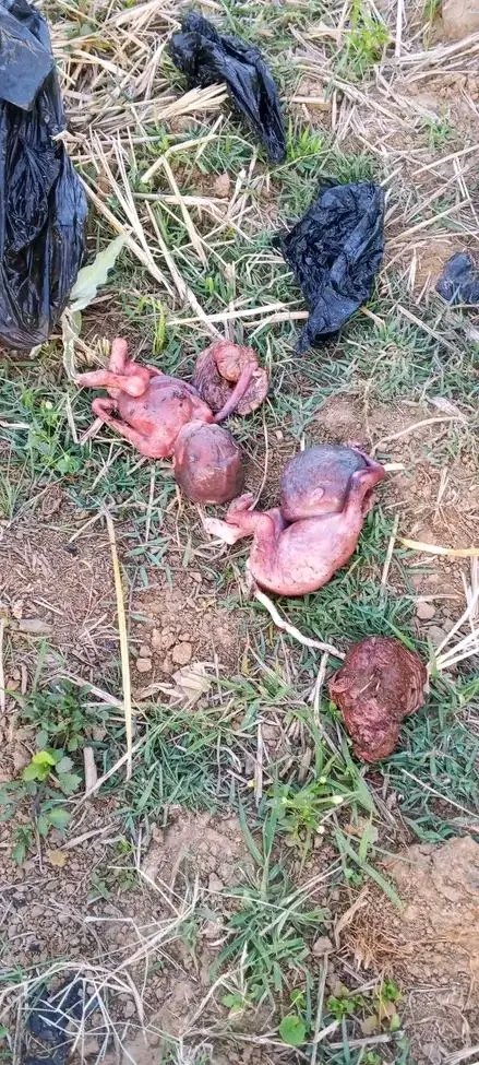 Comr Ogar Jnr tweet media