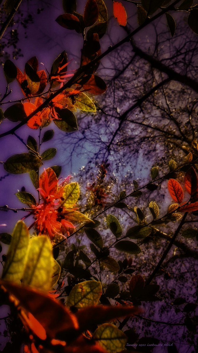 Ray Laskowitz tweet media