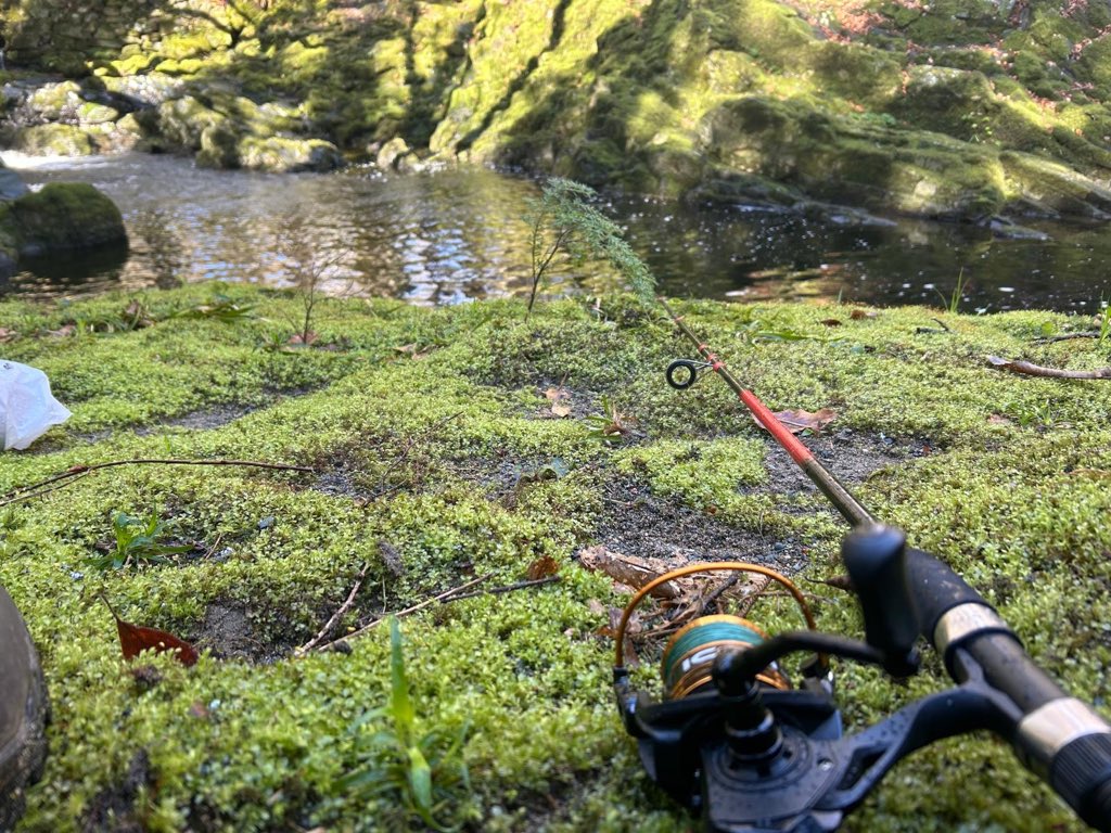 Tony Mallon tweet media