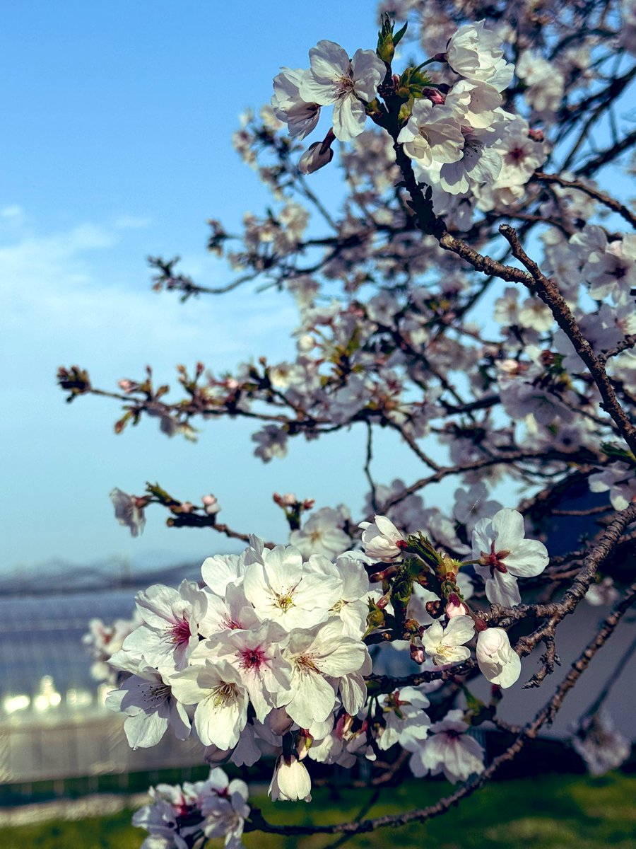 Rika 🐸日英Podcast配信中 tweet media