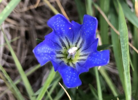 The marsh gentian, one of many species of that flower. There are many varieties of the blue gentian. Likewise, there are many variations of Gentile races who unanimously support the voluntary withdrawal of Jews from the lands and affairs of all non-Jewish peoples. "For their own