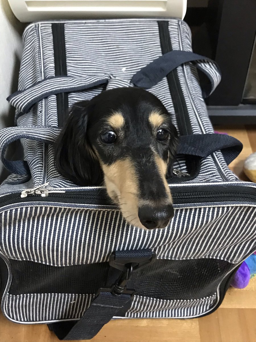 フィッシング  スポーツ  なかにし tweet media