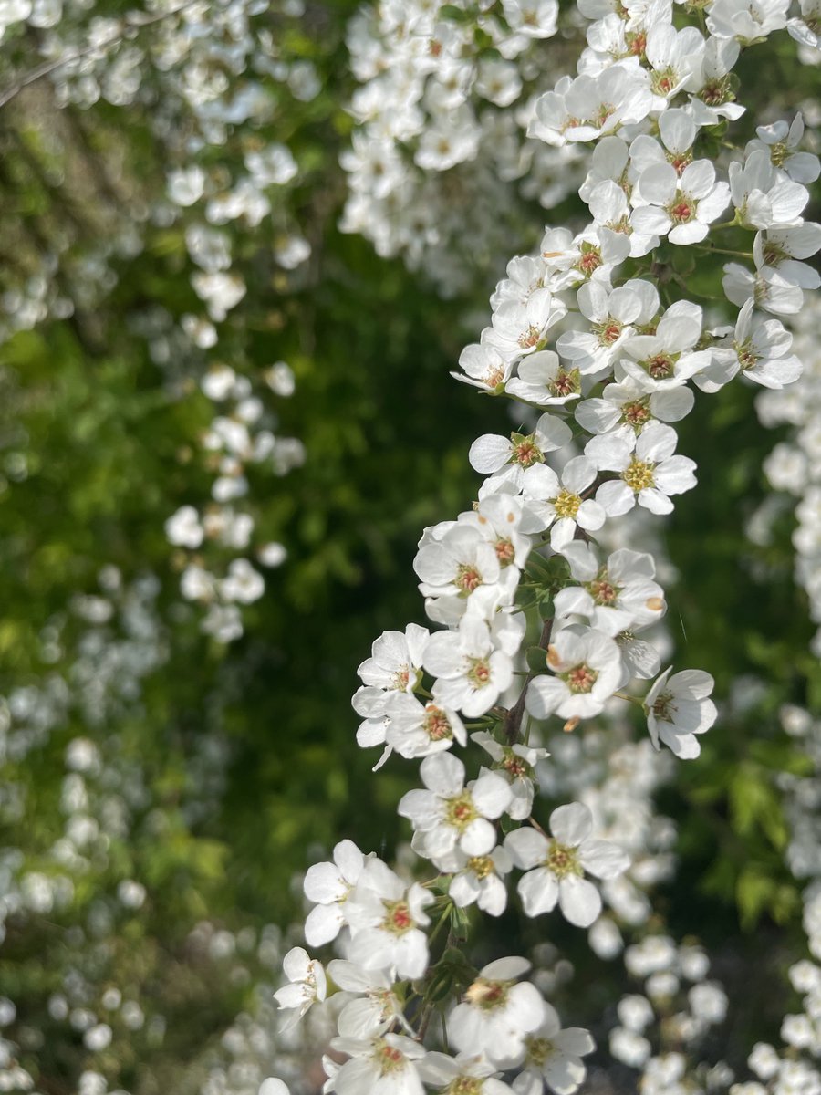 ちさき🌱 / コーダー tweet media