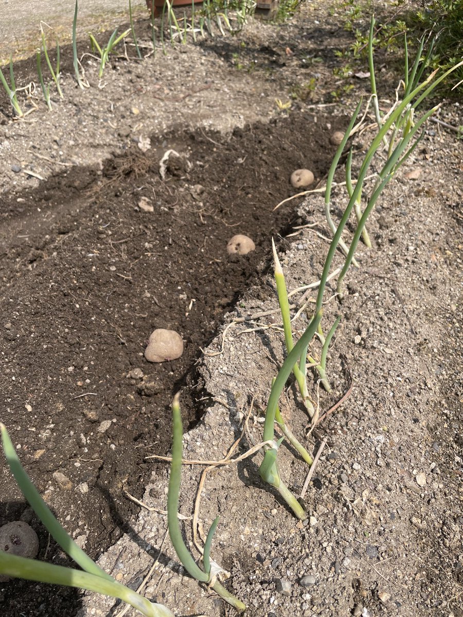 ちさき🌱 / コーダー tweet media