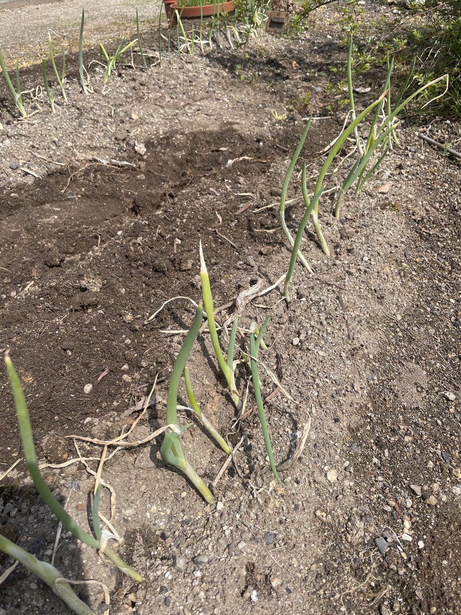 ちさき🌱 / コーダー tweet media