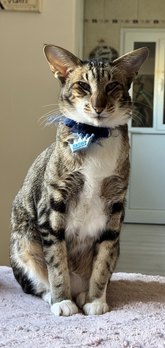 Soy Vete 🐶🐱 tweet media