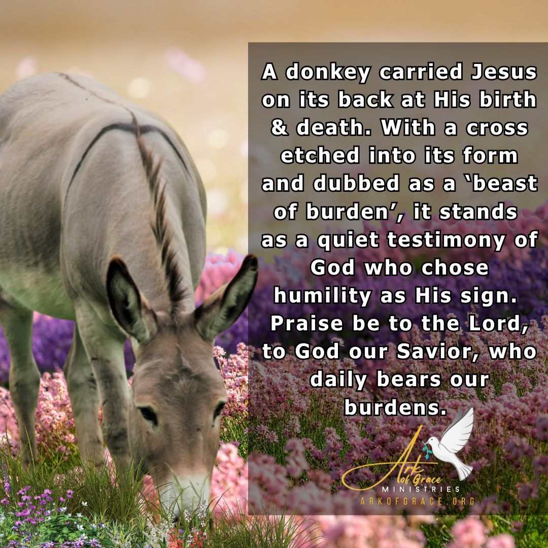 Amanda Grace tweet media