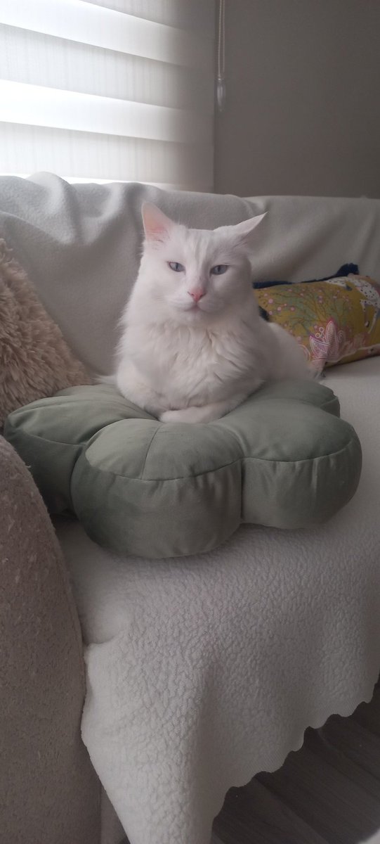 kıtırvepıtır tweet media