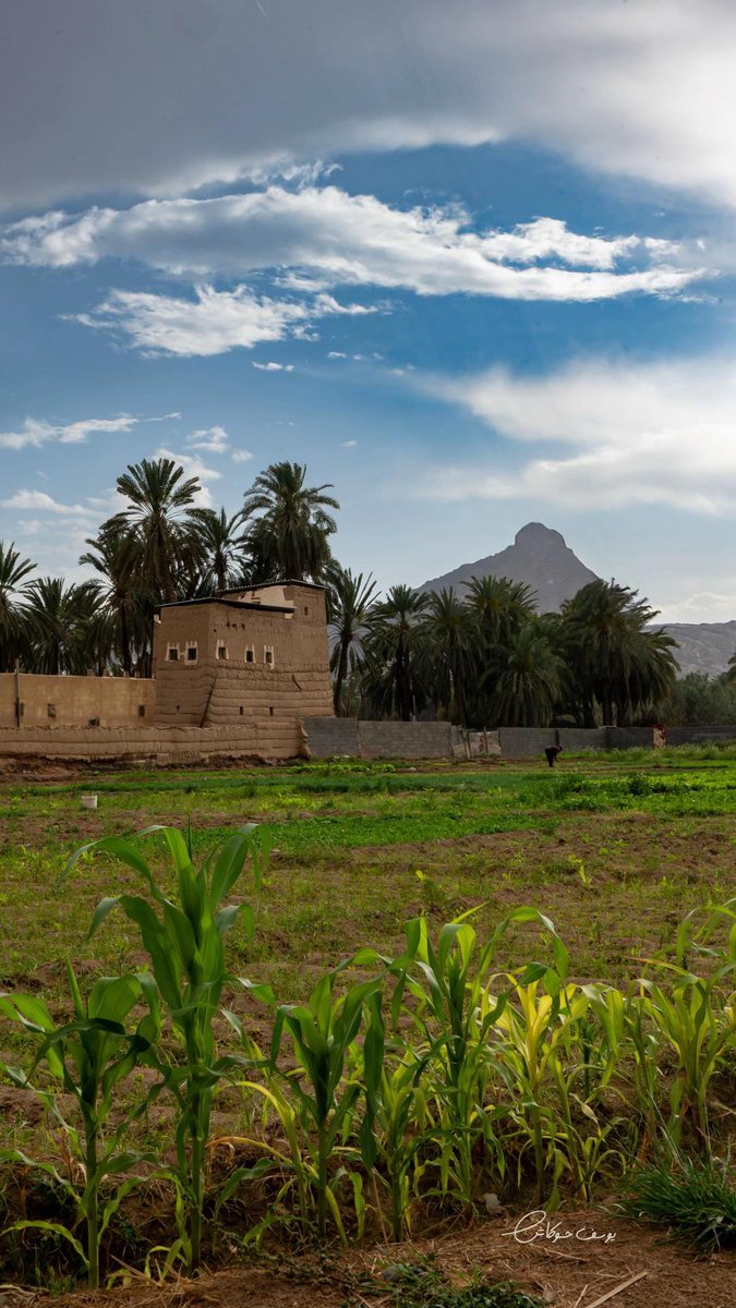 المملكة tweet media