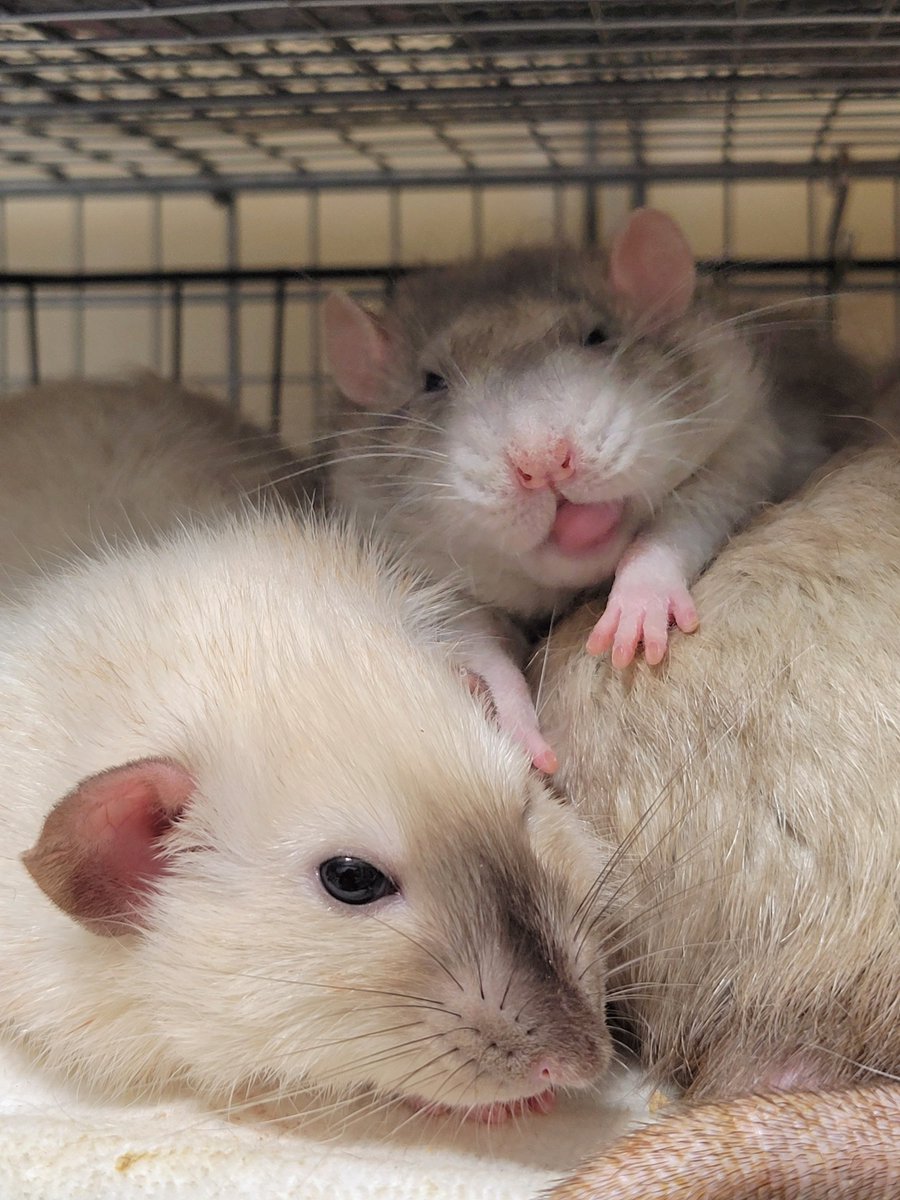 そのさん🐹 tweet media