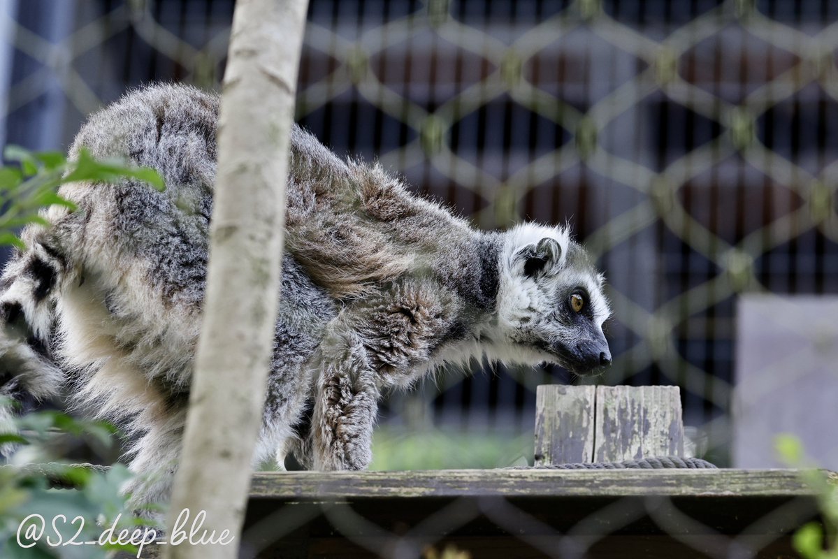 ちびまれ子 tweet media