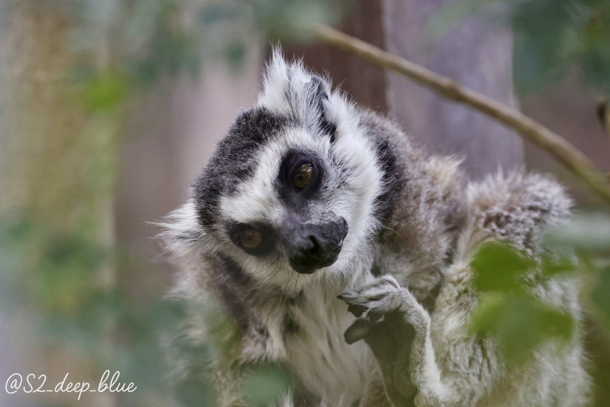 ちびまれ子 tweet media