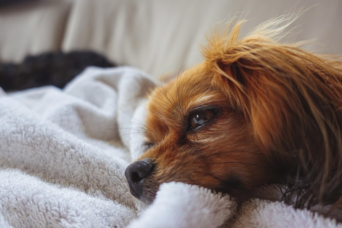 Kevin Flores tweet media