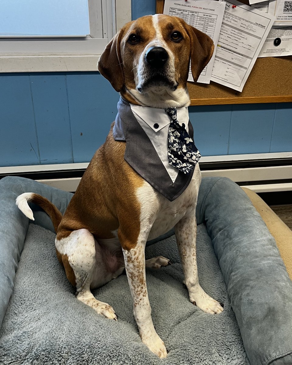 North Shore Animal League America tweet media