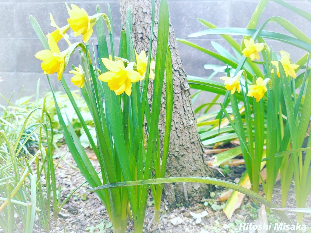 Hitoshi Misaka tweet media