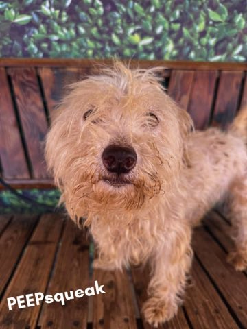 Hounds in Pounds tweet media