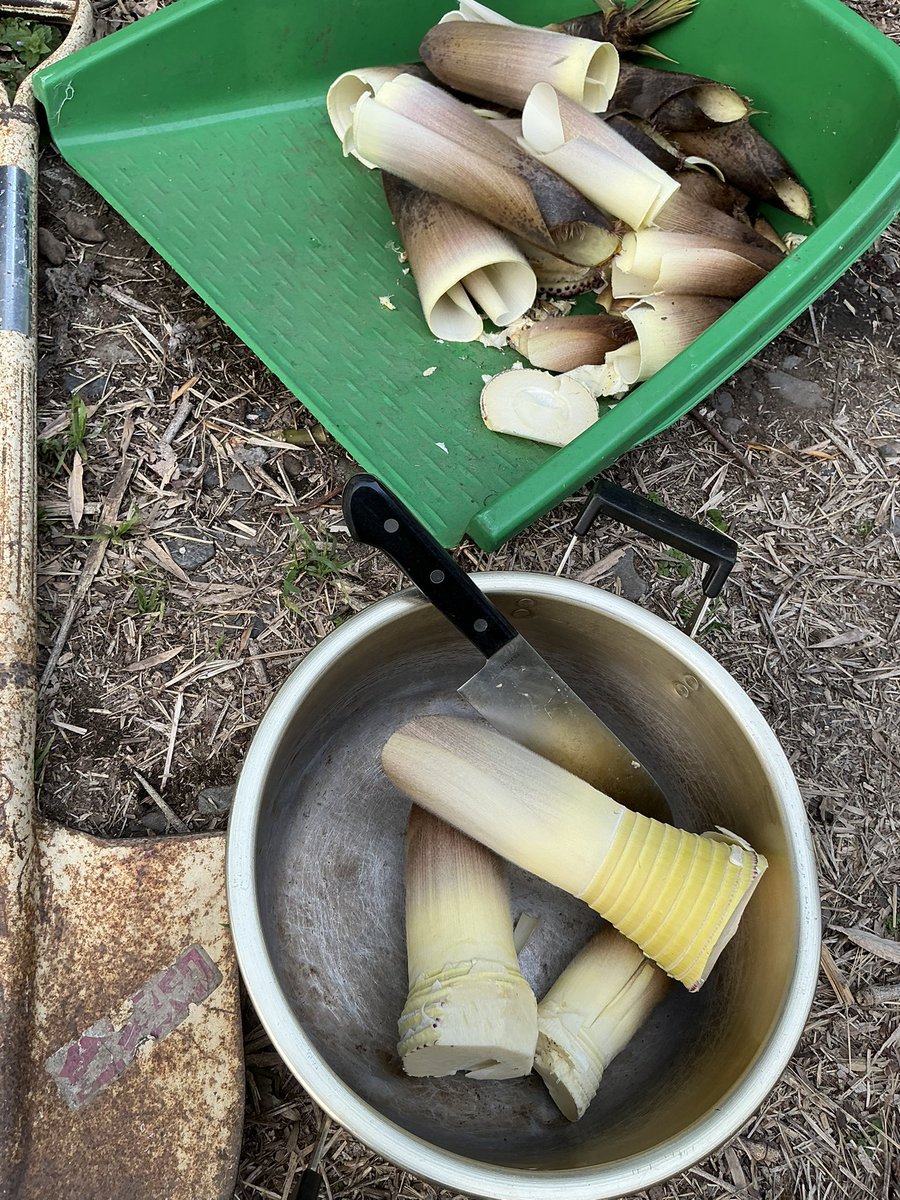 Akiko Naitoh tweet media