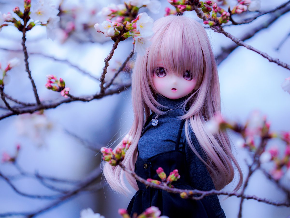 キラ・テスタロッサ tweet media