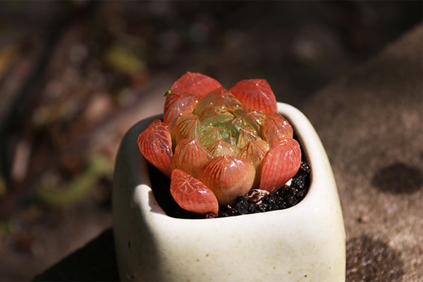 xipers's tweet photo. "DIY Mini Succulent Terrarium in 5 Mins!  Grab a jar, pebbles, soil u0026 tiny succulents—layer, plant, seal. Perfect desk decor that thrives on neglect!  #DIYCrafts #SucculentLove #EasyDIY" https://t.co/hSTEodmhRf