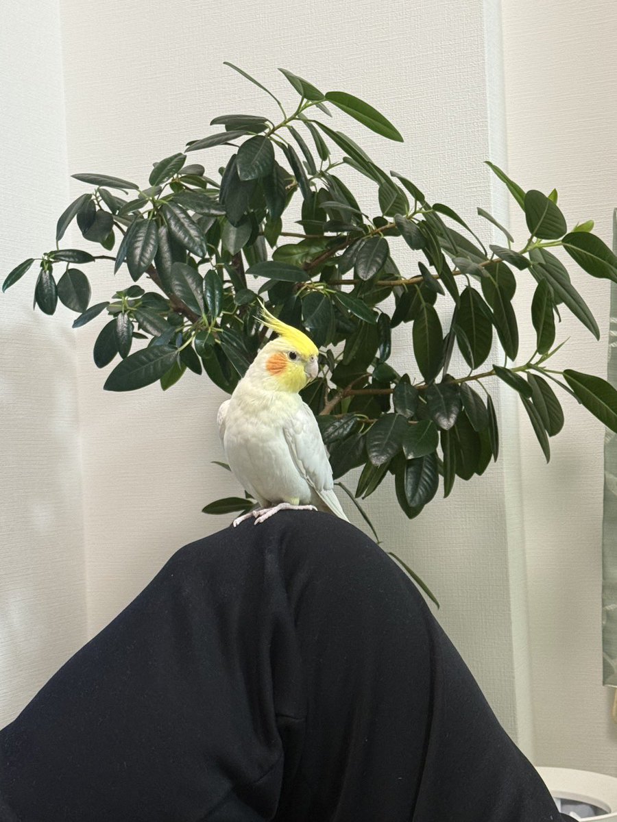 debo0528's tweet photo. さぁ、新年度始まるよー🦜 https://t.co/VgqYMDWFHc
