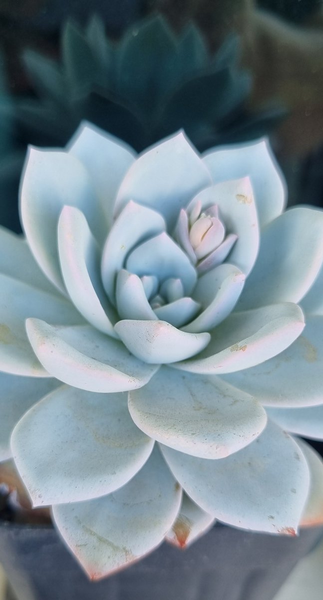 ❁ ❀ ✿ 𝓚𝓪𝓻𝔂 𝓒𝓪𝓶𝓹𝓸𝓼 ✿ ❀ ❁ tweet media