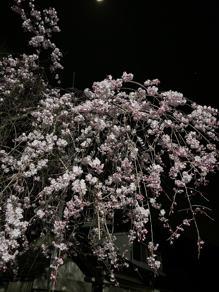 アカネ tweet media