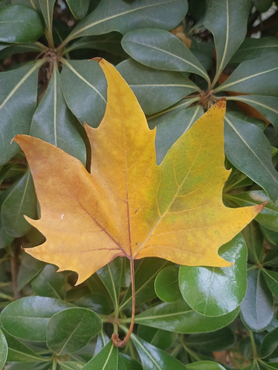 Черешня Андрей tweet media