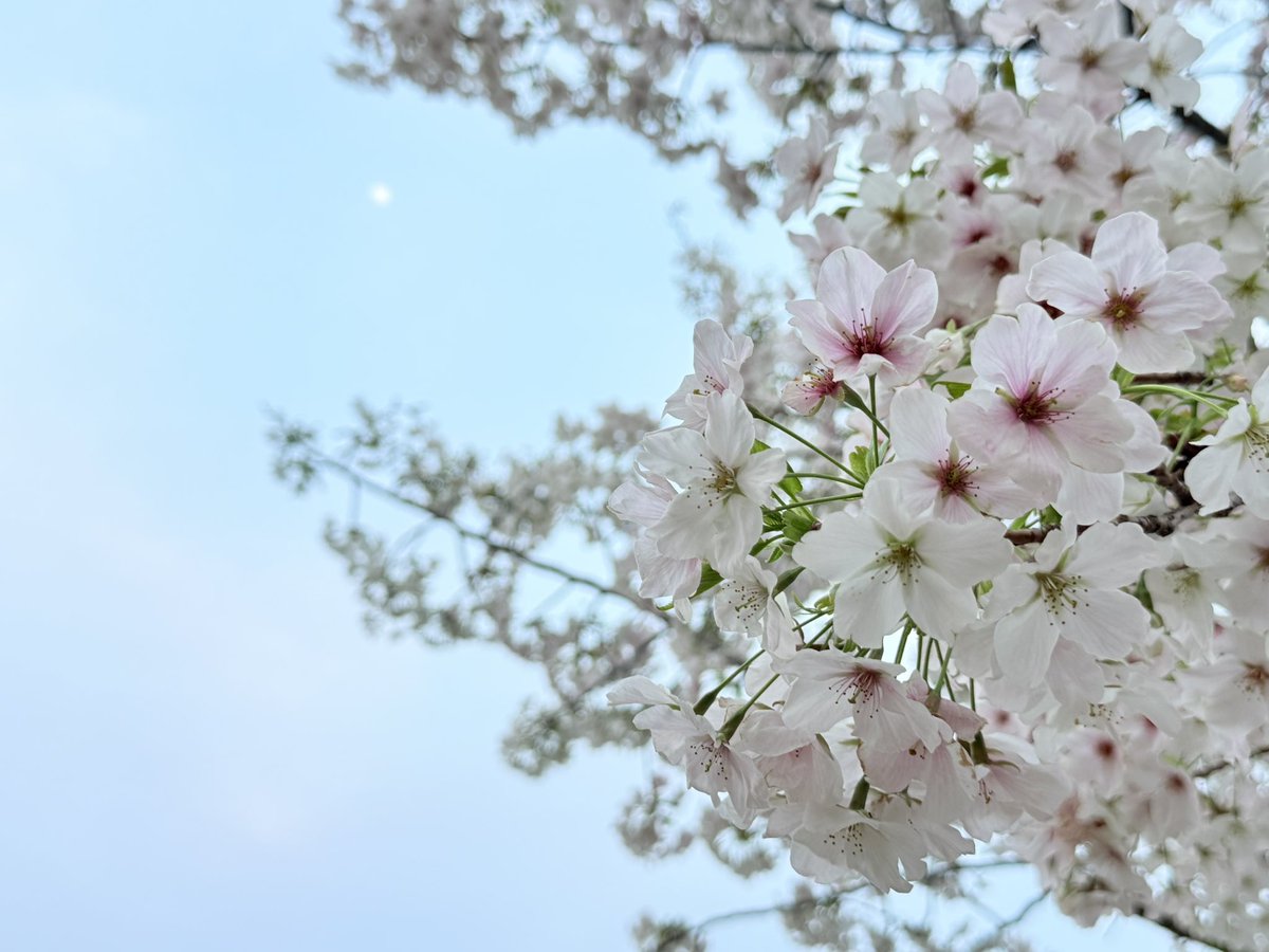 hi_oto12's tweet photo. 素敵な桜🌸を
今年も見れました👧🏻💛💛💛

✿ﾟ❀.(*´▽`*)❀.ﾟ✿ https://t.co/3KTAsUTrKg